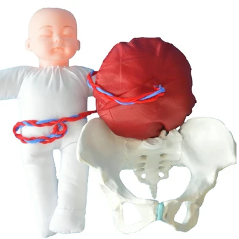 1:1 Életnagyságú Női Emberi Szülés Medence Bemutató Magzat Köldökzsinór Méhlepény Modell Tanítás Anatómiai Modell